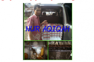 harga kambing aqiqah 2016 bekasi