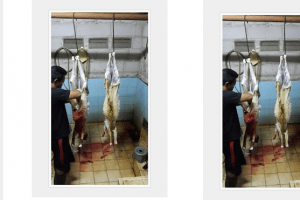 daftar paket harga kambing aqiqah bekasi timur